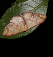 Idaea impexa