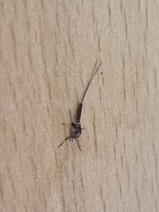 Ephemeroptera