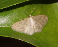 Idaea ptyonopoda