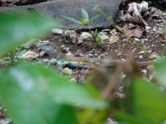 Aspidoscelis angusticeps