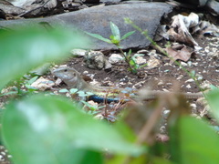 Aspidoscelis angusticeps