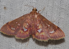 Ischnurges gratiosalis