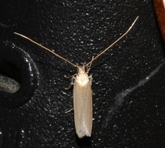 Tegenocharis tenebrans