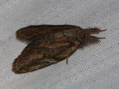 Lamprothripa scotia