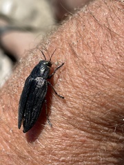 Buprestinae