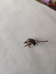 Trachyderes elegans
