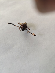 Trachyderes elegans