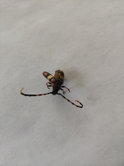 Trachyderes elegans