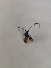 Trachyderes elegans
