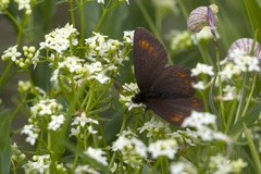 Erebia pharte