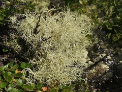 Alectoria ochroleuca