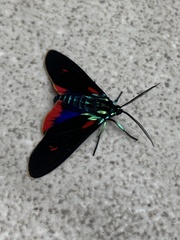 Cyanopepla fulgens