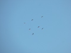 Chroicocephalus cirrocephalus