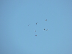 Chroicocephalus cirrocephalus