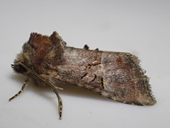 Mesoligia literosa