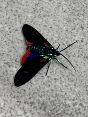 Cyanopepla fulgens