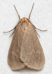 Pagara simplex