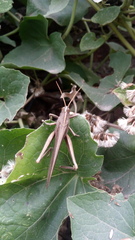 Schistocerca flavofasciata