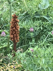Orobanche laserpitii-sileris