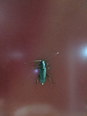 Trichoferus campestris