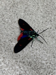 Cyanopepla fulgens
