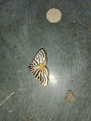 Dichocrocis rigidalis