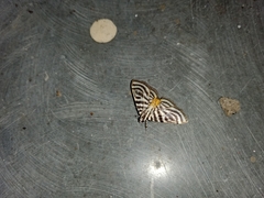 Dichocrocis rigidalis