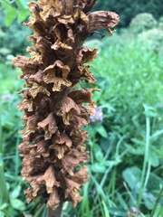 Orobanche laserpitii-sileris