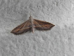 Stenopaltis lithina