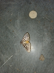 Dichocrocis rigidalis
