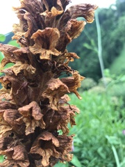 Orobanche laserpitii-sileris