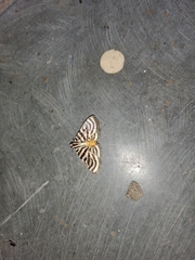 Dichocrocis rigidalis