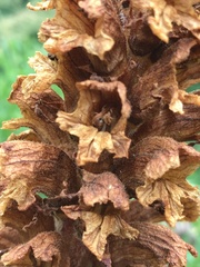 Orobanche laserpitii-sileris