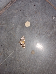 Dichocrocis rigidalis
