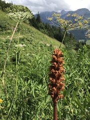Orobanche laserpitii-sileris