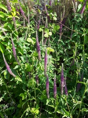 Teucrium hircanicum