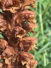 Orobanche laserpitii-sileris