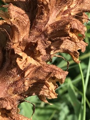 Orobanche laserpitii-sileris