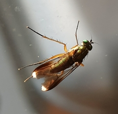 Poecilobothrus nobilitatus