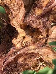 Orobanche laserpitii-sileris
