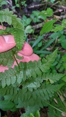 Dryopteris × boottii
