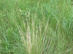 Stipa borysthenica