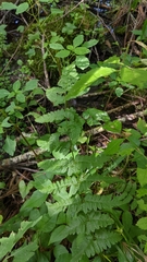 Dryopteris × boottii