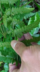 Dryopteris × boottii