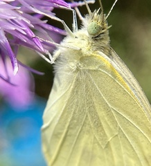 Pieris rapae rapae