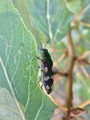 Buprestis langii
