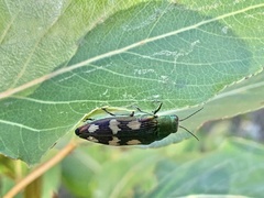 Buprestis langii