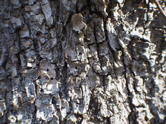 Scolytus
