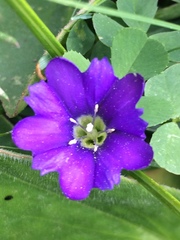 Gentiana pyrenaica