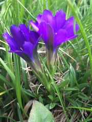 Gentiana pyrenaica